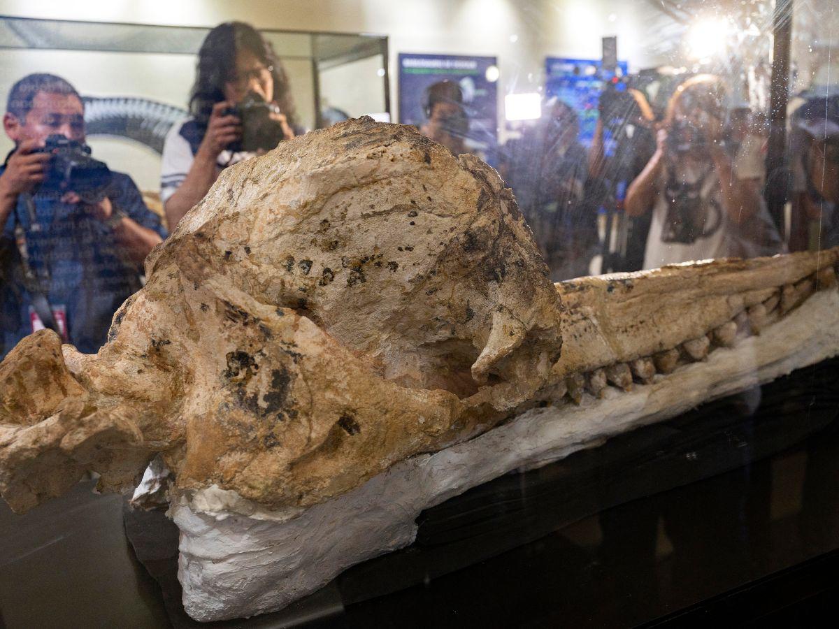 Encuentran el fósil mejor preservado de un cráneo de cachalote prehistórico en Perú
