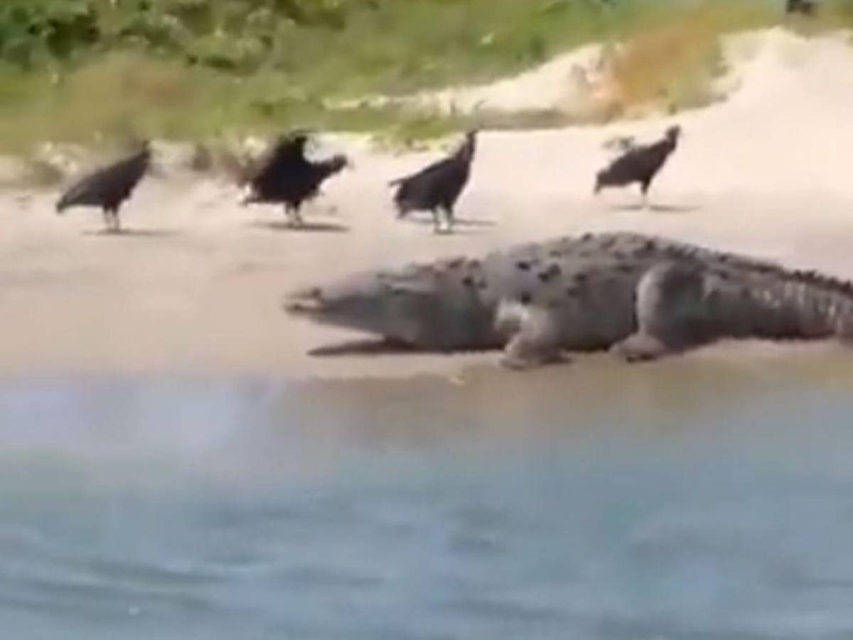 VIDEO: Captan impresionante cocodrilo paseándose por las playas de Tela, Atlántida