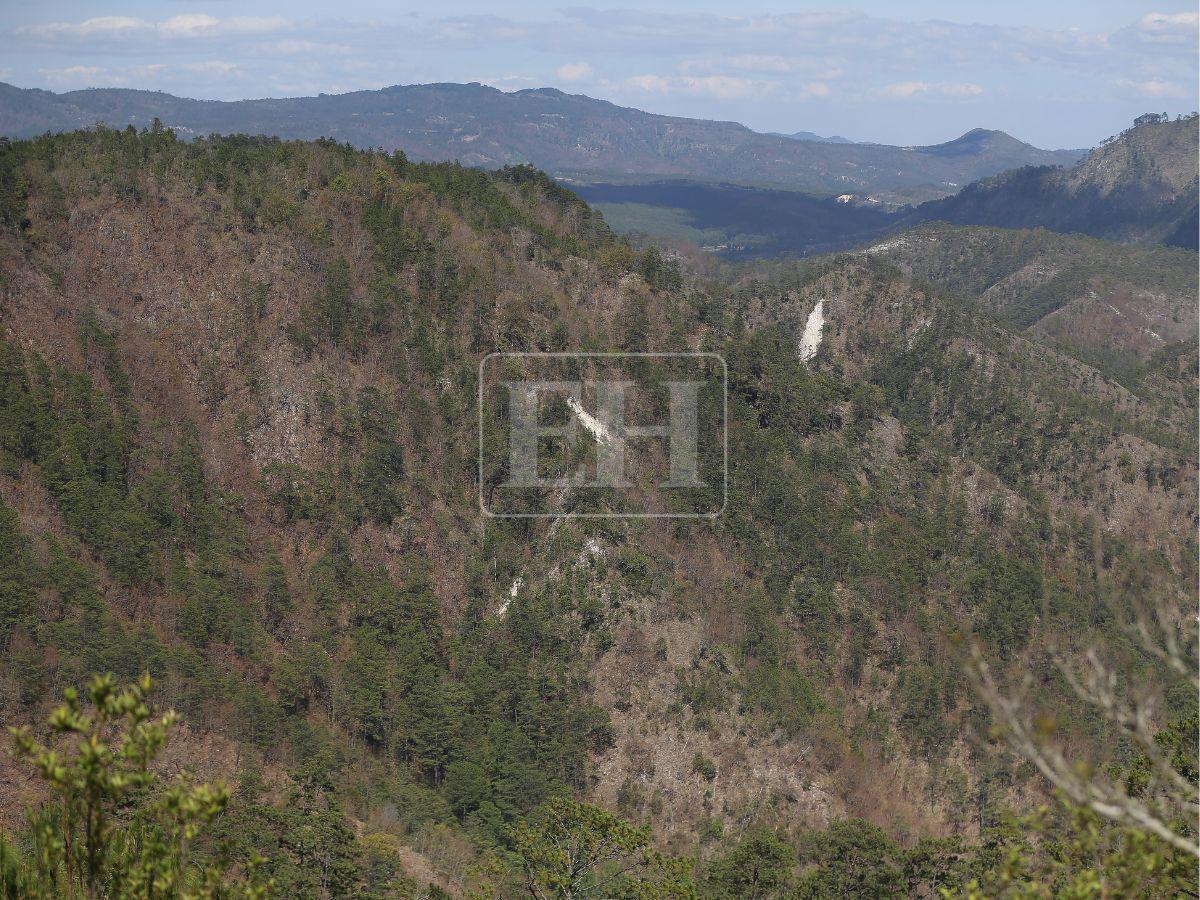 Honduras pierdió 900 mil hectáreas de bosque: Lepaterique entre las zonas más afectadas