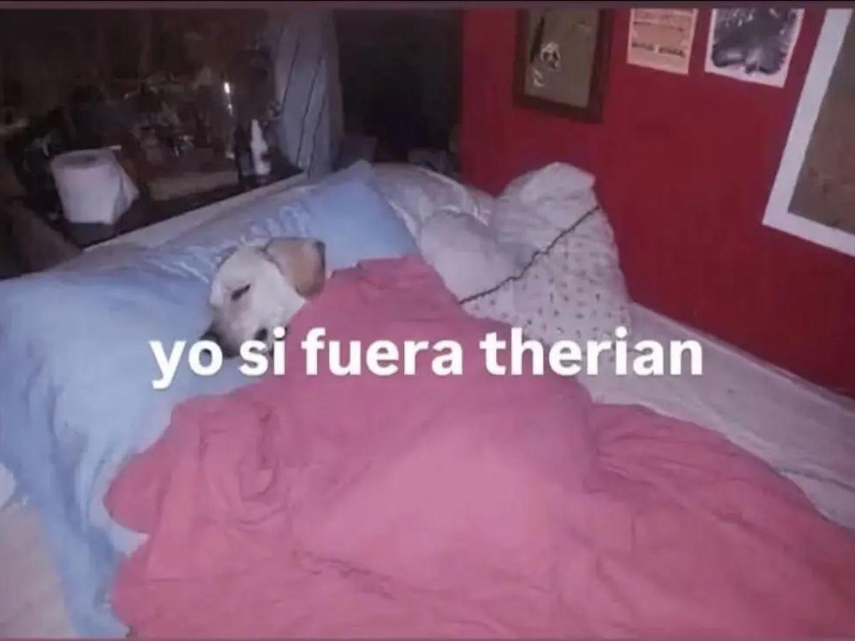 Los mejores memes que está dejando la nueva tendencia de therians en redes