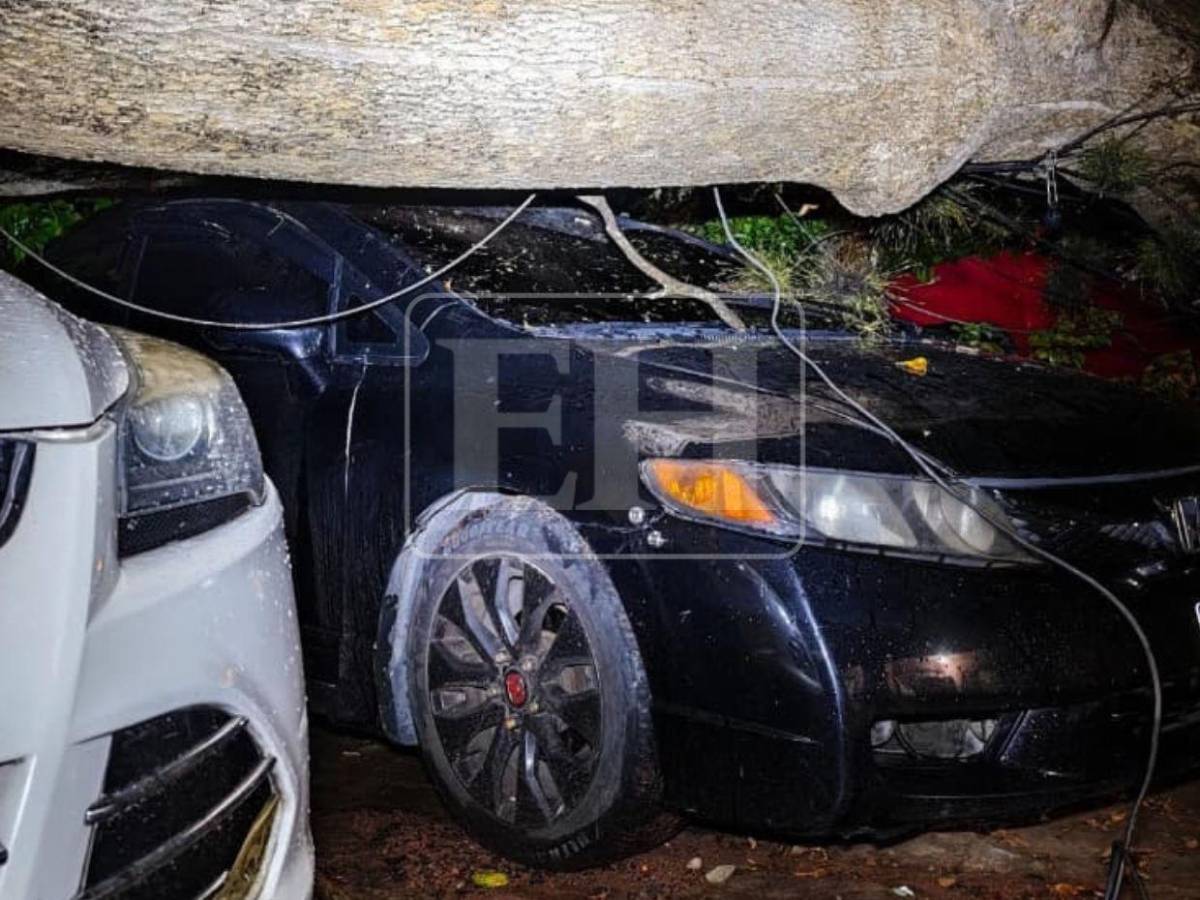 Denuncias no evitaron caída de árbol que dañó cuatro vehículos en la Kennedy
