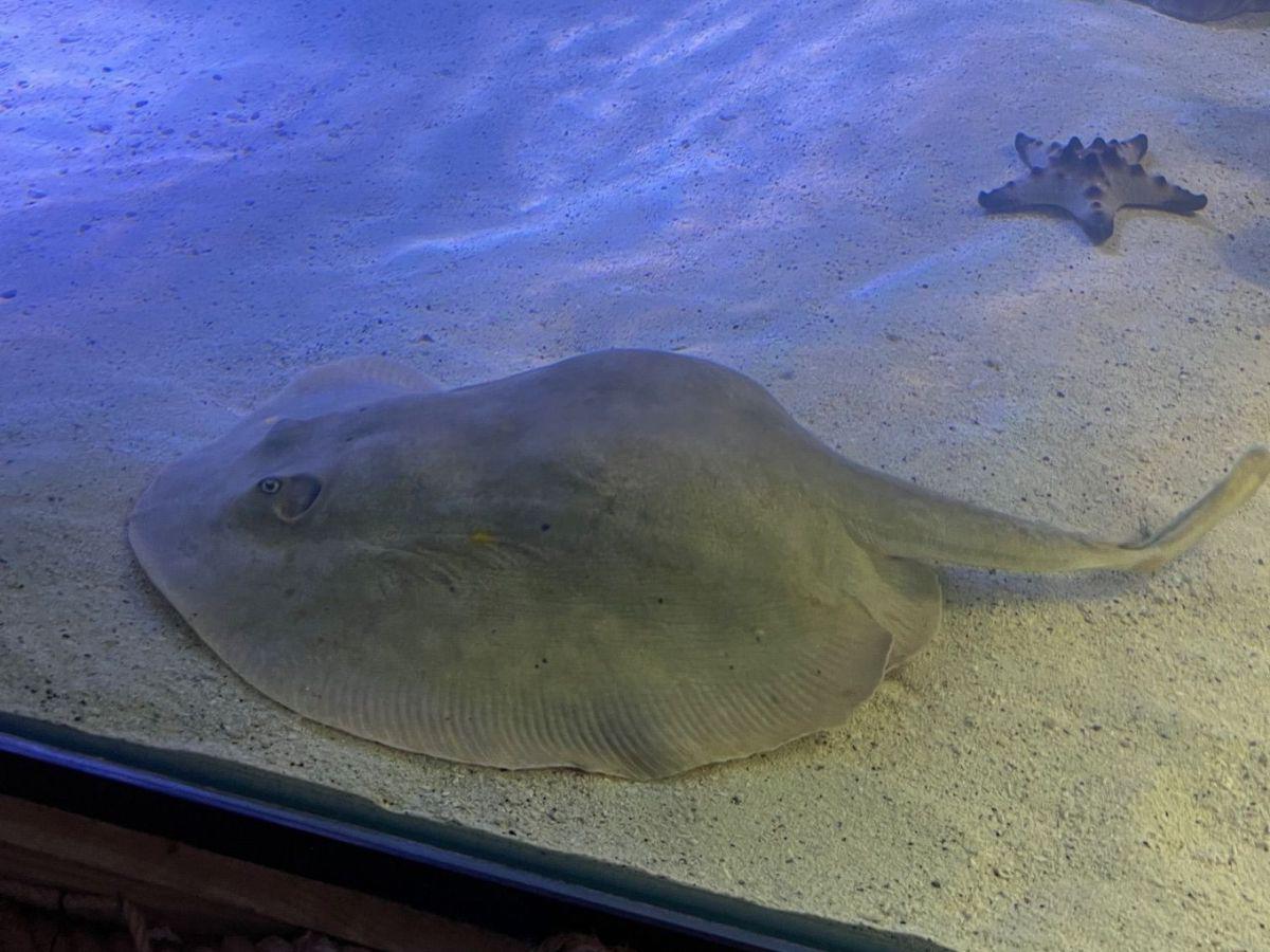 El embarazo de una raya “virgen” que es investigado por científicos