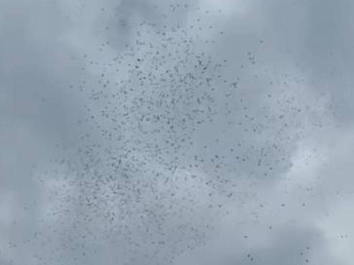 ¿Por qué invadieron mariposas el cielo de Tegucigalpa?