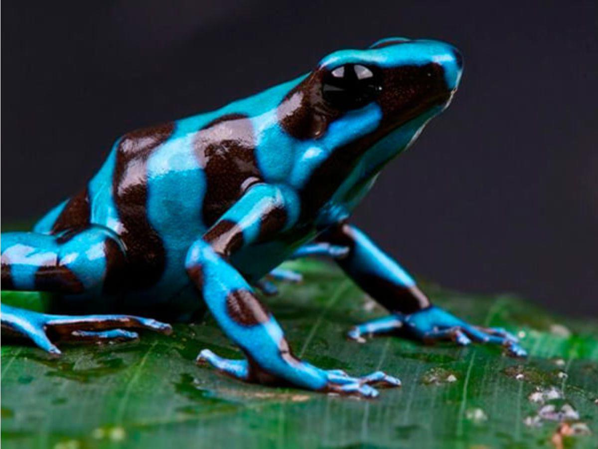 Análisis revelan que Alexéi Navalni murió envenenado con toxina de ranas sudamericanas