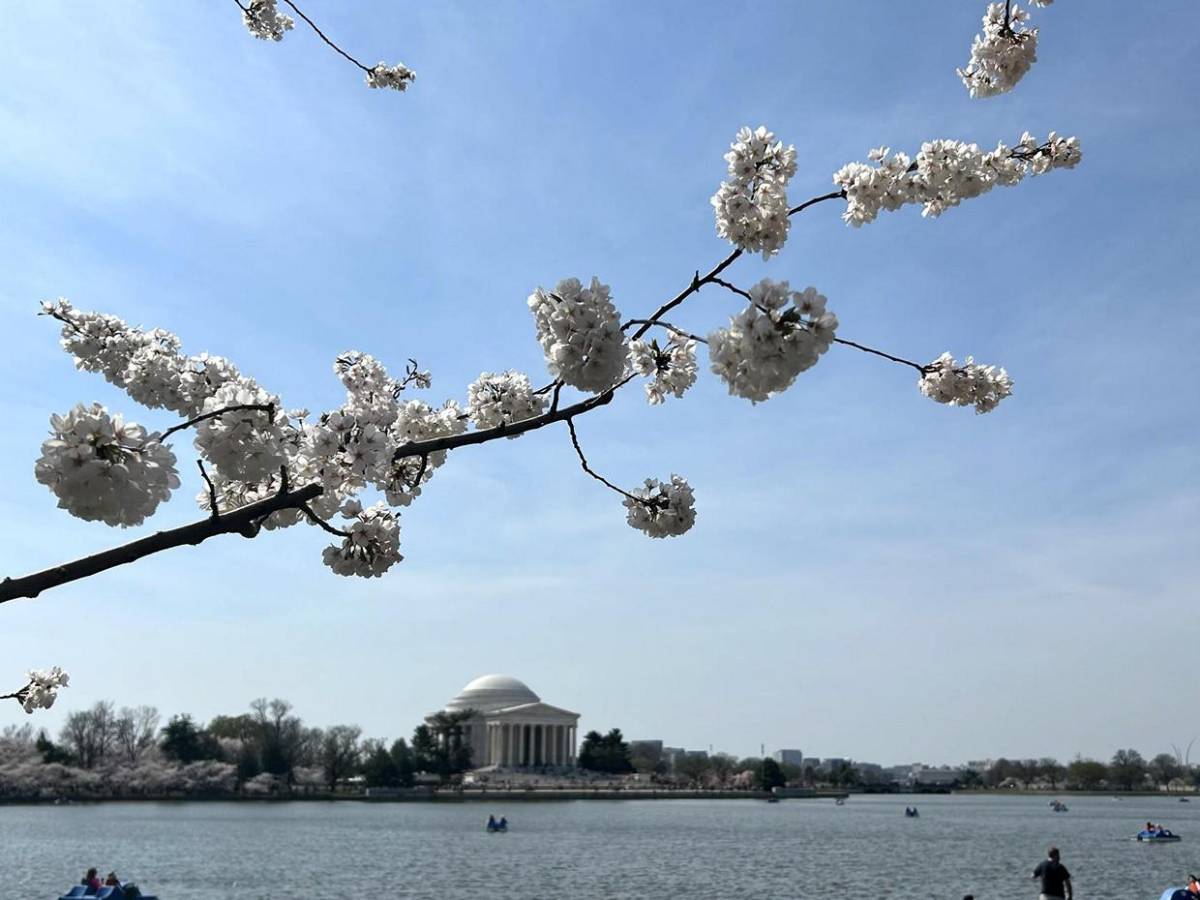 La primavera llega temprano a Washington con el espectáculo de los cerezos