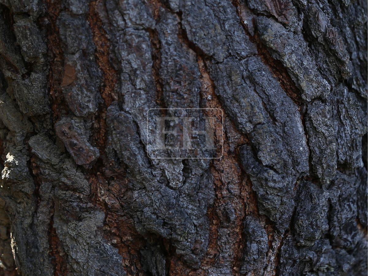 Honduras perdió 900 mil hectáreas de bosque: Lepaterique entre las zonas más afectadas