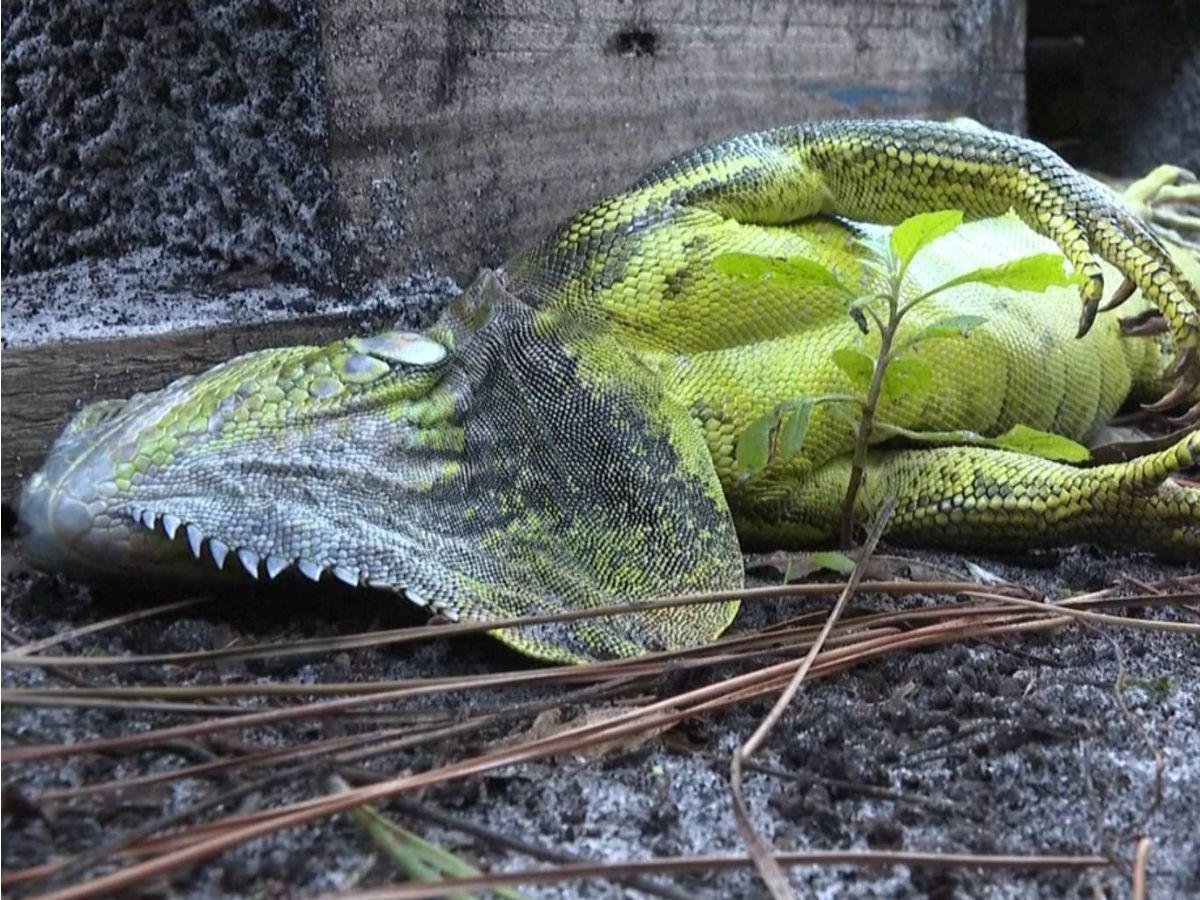 No están muertas, están congeladas: iguanas en calles de Florida tras ola de frío
