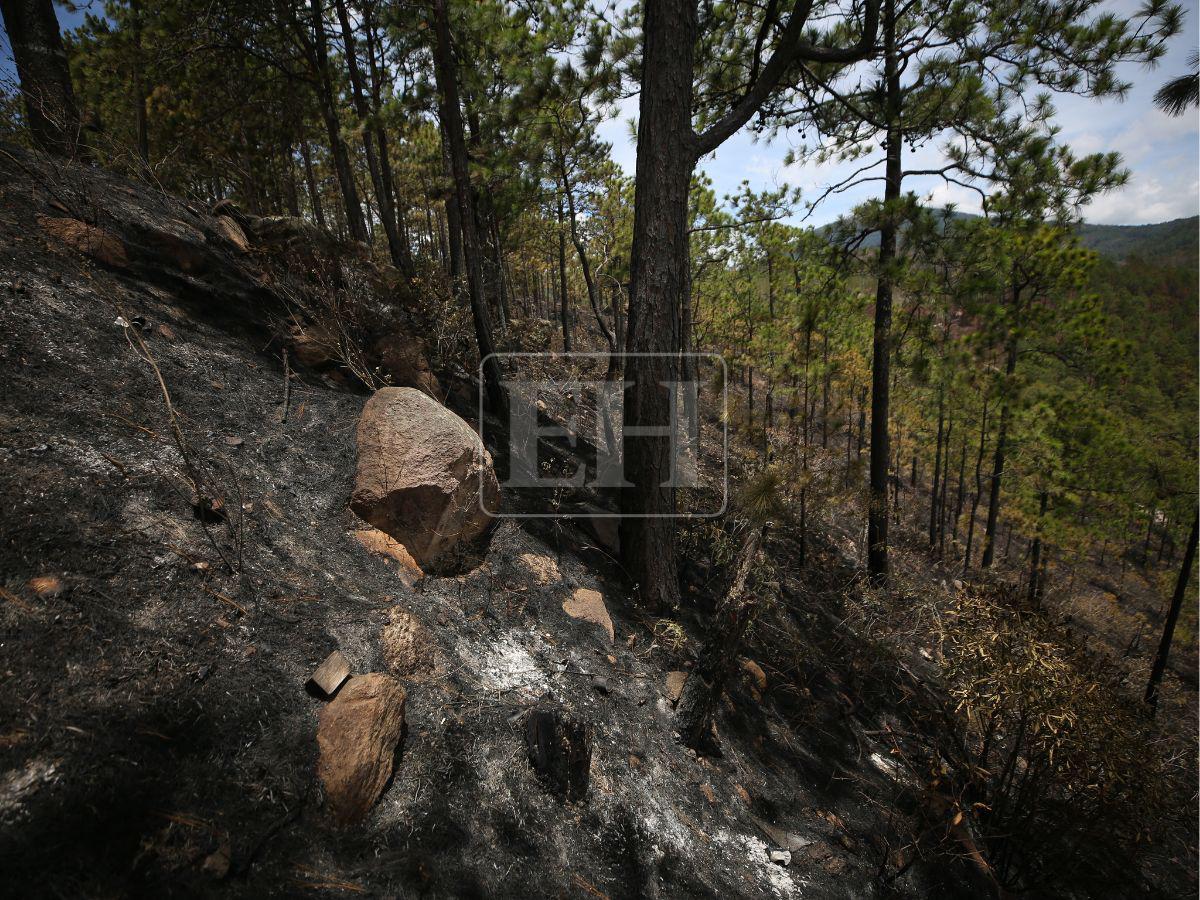 Honduras perdió 900 mil hectáreas de bosque: Lepaterique entre las zonas más afectadas