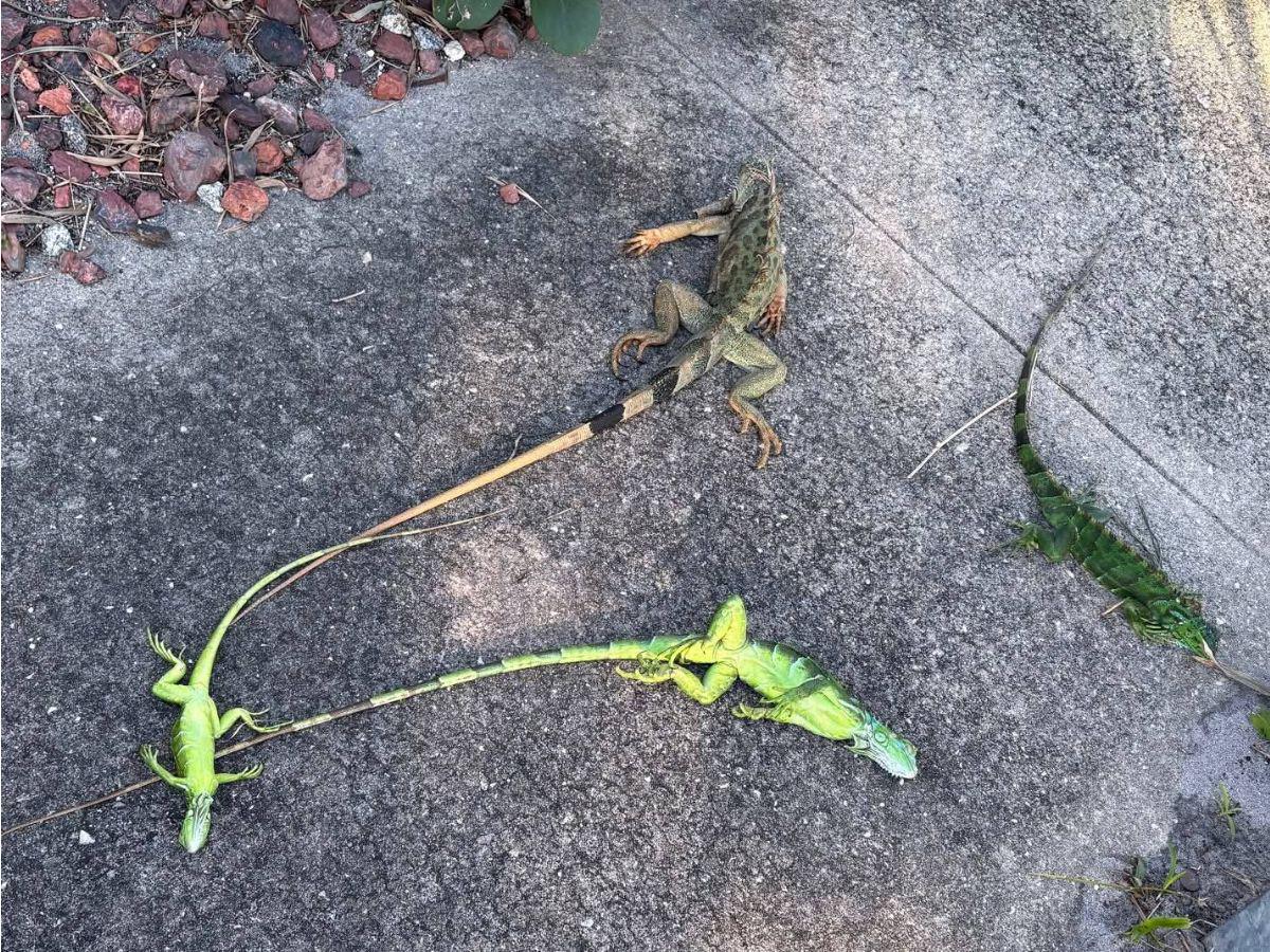 No están muertas, están congeladas: iguanas en calles de Florida tras ola de frío