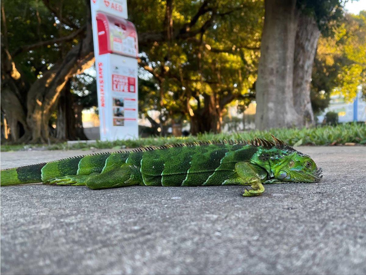 No están muertas, están congeladas: iguanas en calles de Florida tras ola de frío