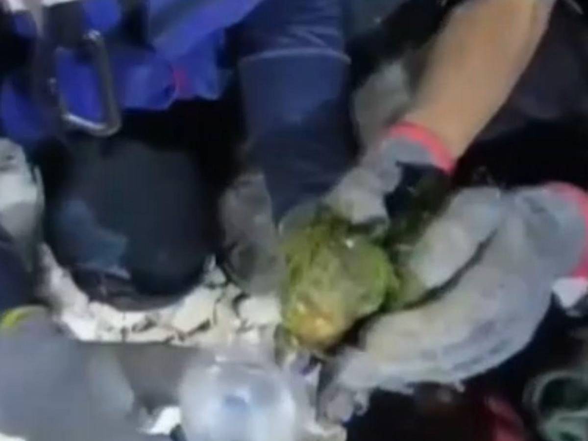 Murió Panchito, el lorito que había sido rescatado tras los terremotos en Venezuela
