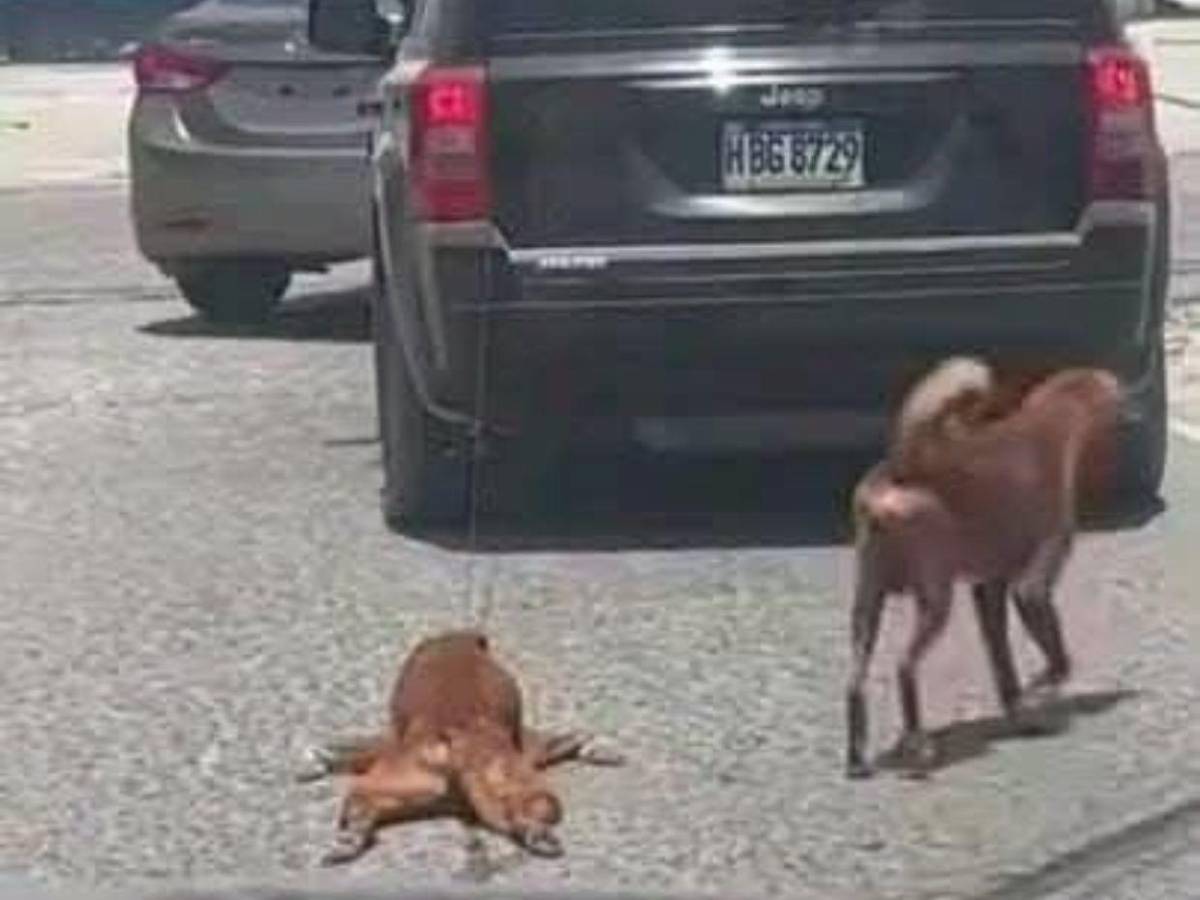 Pido disculpas: hombre explica que pasó con el perro que iba arrastrando en Choloma