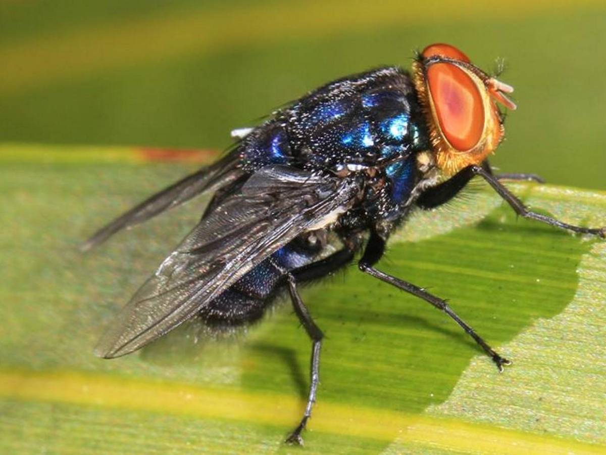 Miasis en humanos: ¿Cómo luce la mosca cochliomyia hominivorax que la provoca?