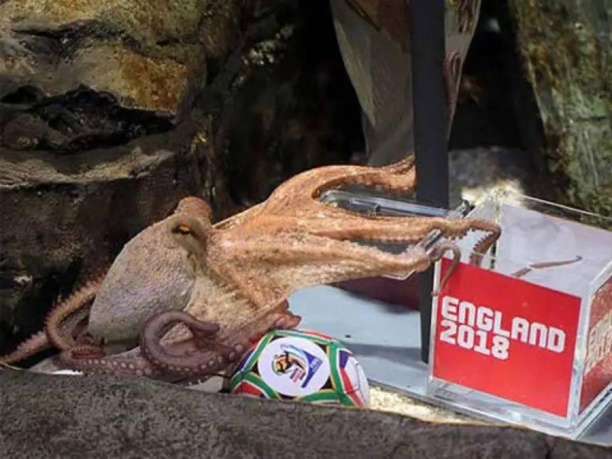 De los pulpos a los algoritmos: la inteligencia artificial elige al campeón del Mundial 2026