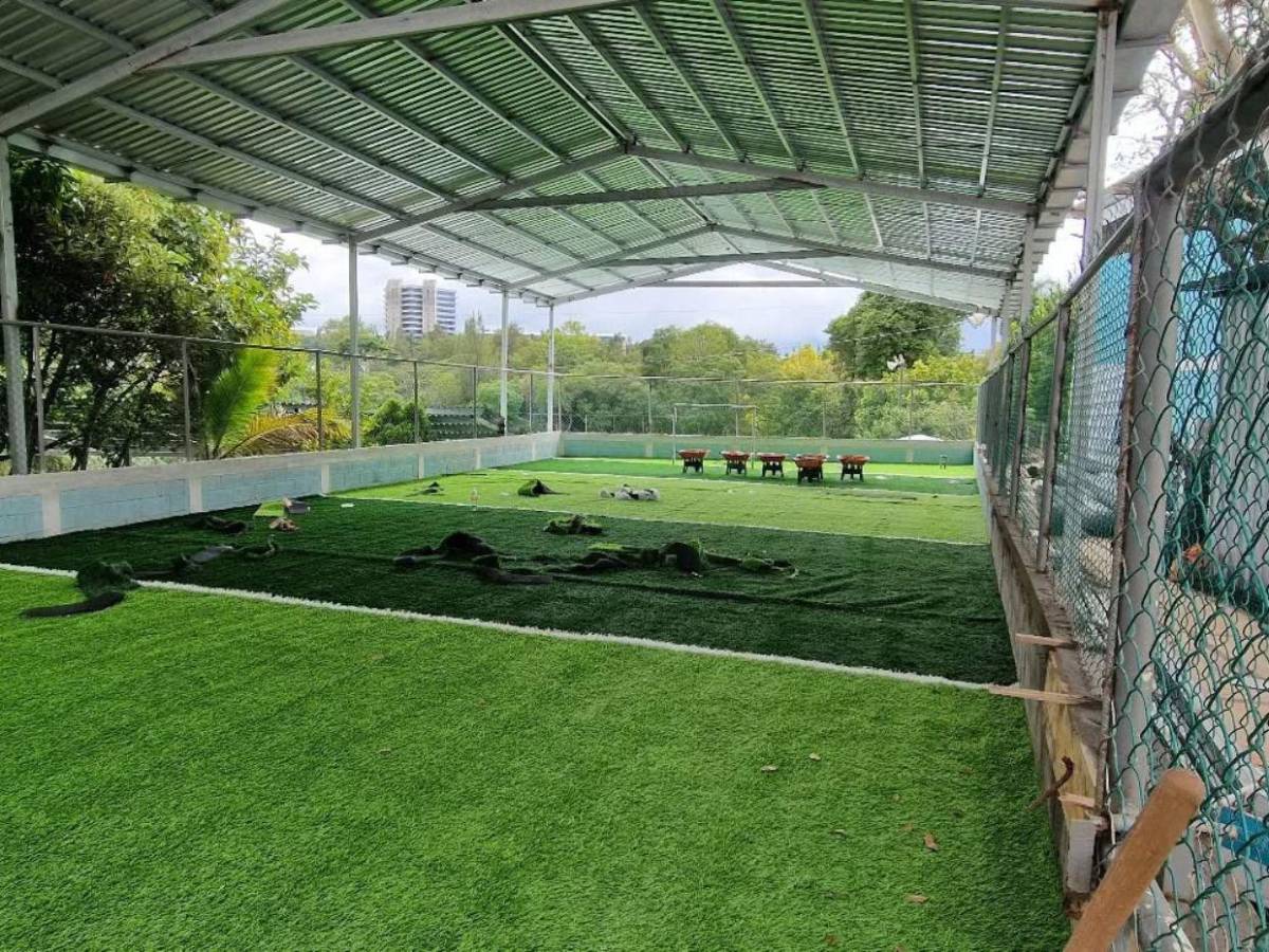 Condepor interviene cancha Dientes de Leche para instalar grama sintética