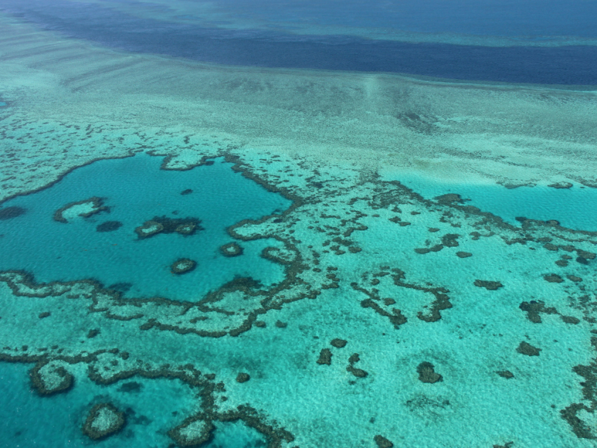 La Gran Barrera de Coral de Australia sufre un “blanqueamiento masivo”