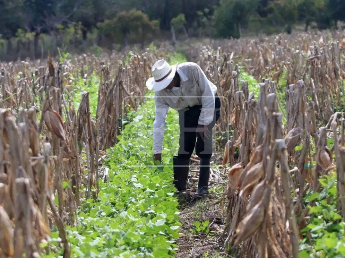 Municipios en alerta verde por sequía en Honduras; Copeco suma 15 a la lista