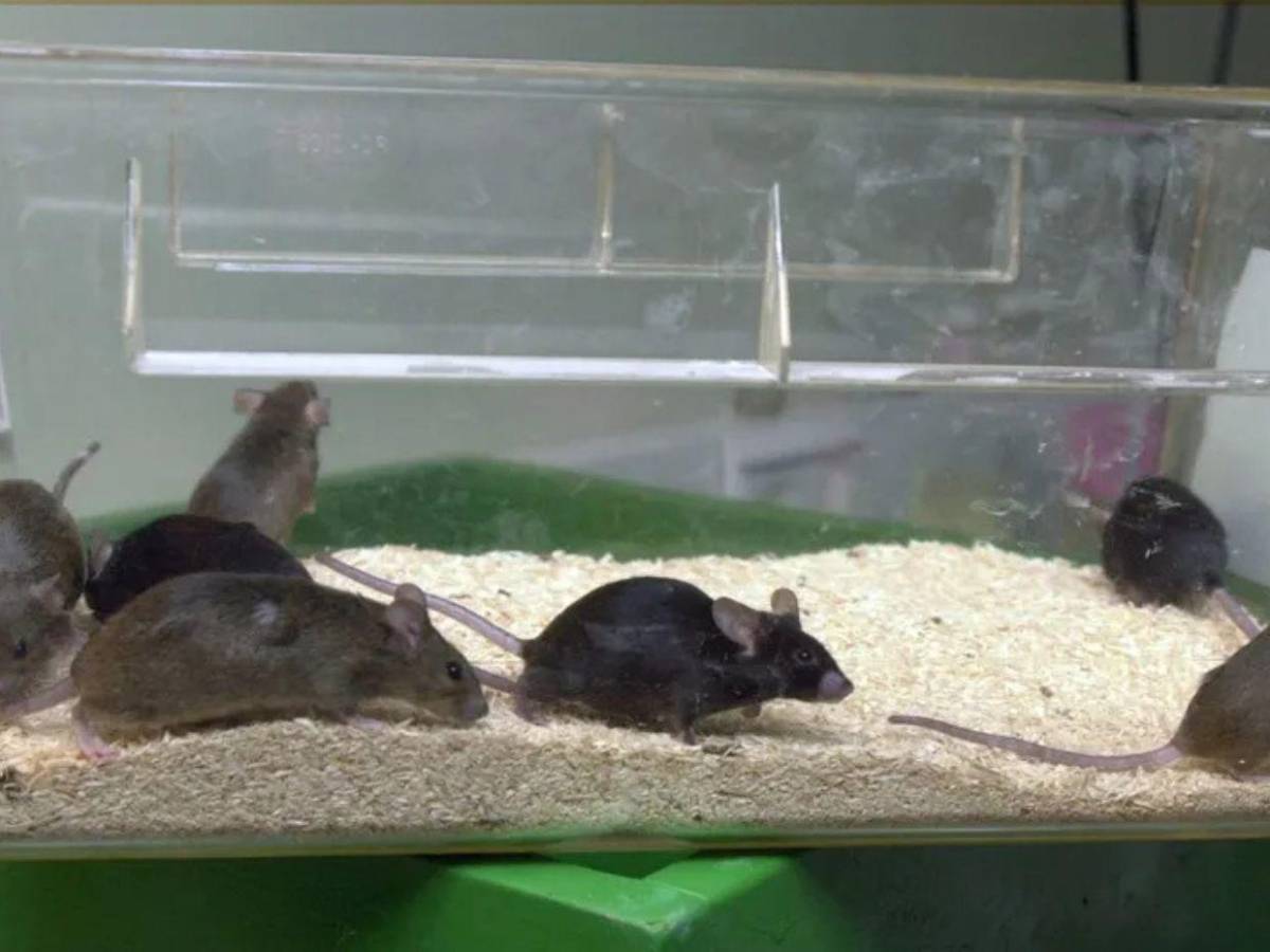 Hantavirus deja 3 muertos en un crucero y alerta global, ¿qué es y cómo se contagia?