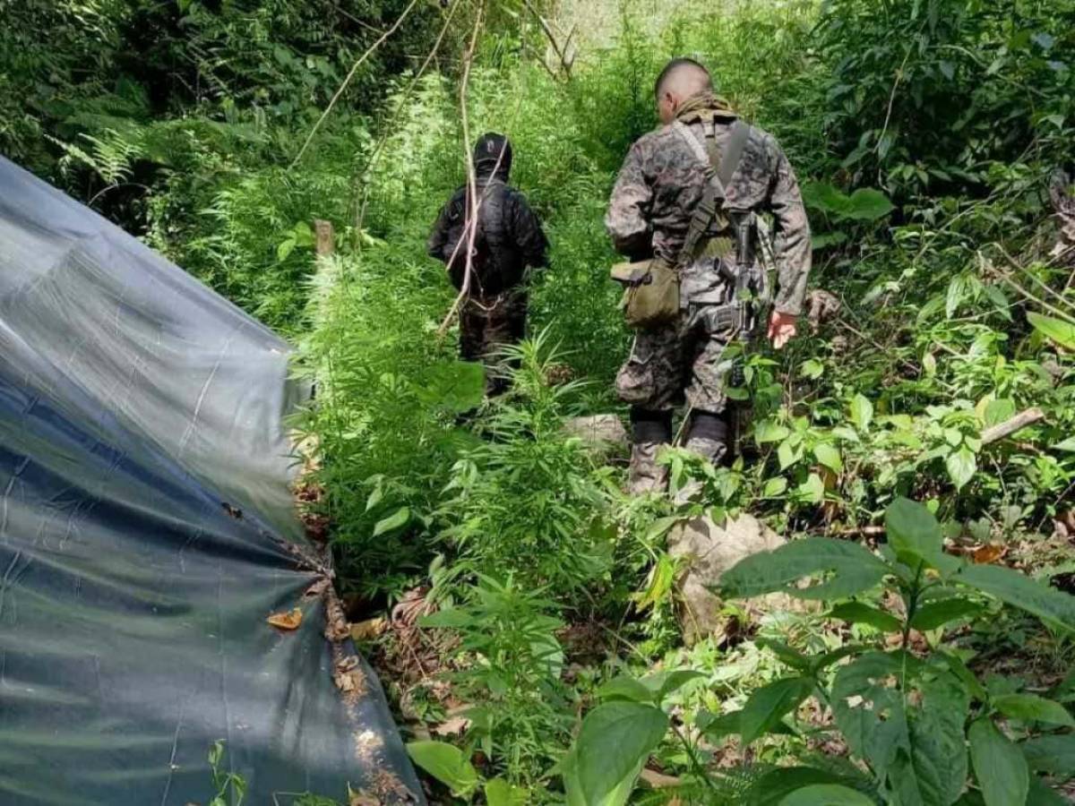 Aseguran dos manzanas de cultivo de marihuana en Tocoa, Colón