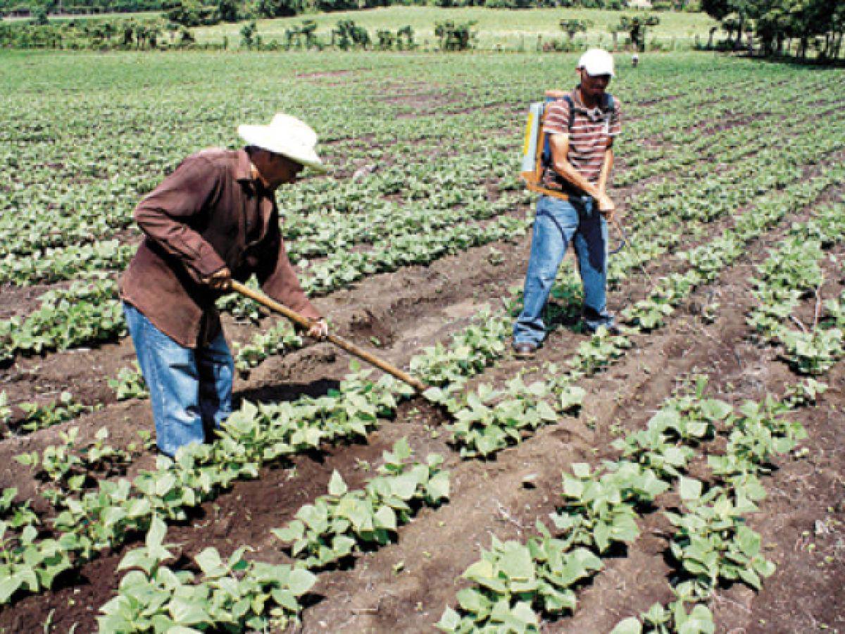 Honduras pide a Estados Unidos renegociar tratado para proteger a sus agricultores