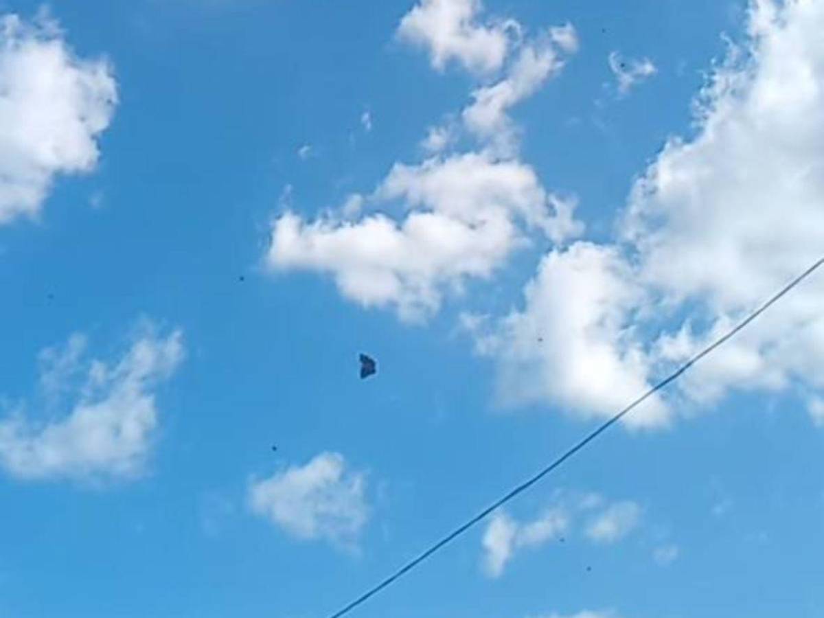 ¿Por qué invadieron mariposas el cielo de Tegucigalpa?