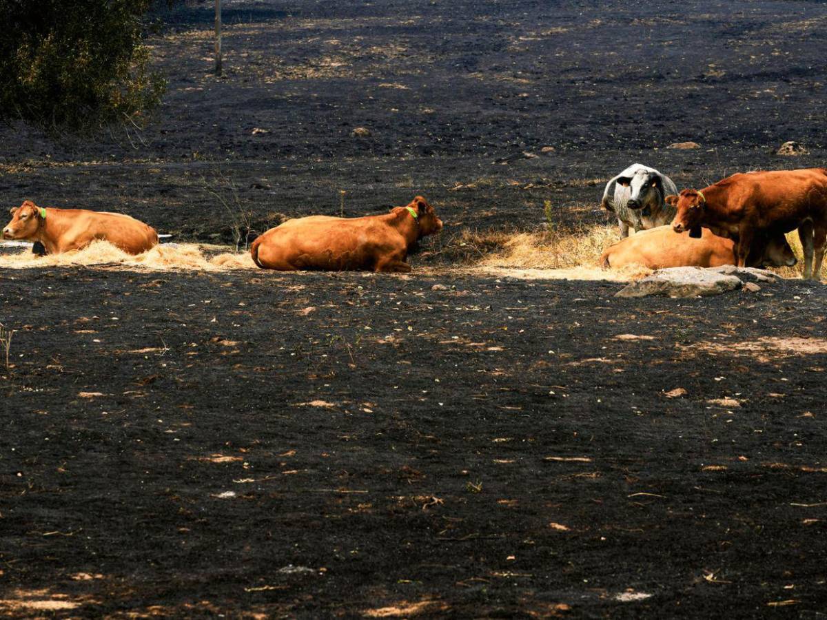 160 kilómetros de destrucción: el paisaje negro del peor incendio de la historia de España