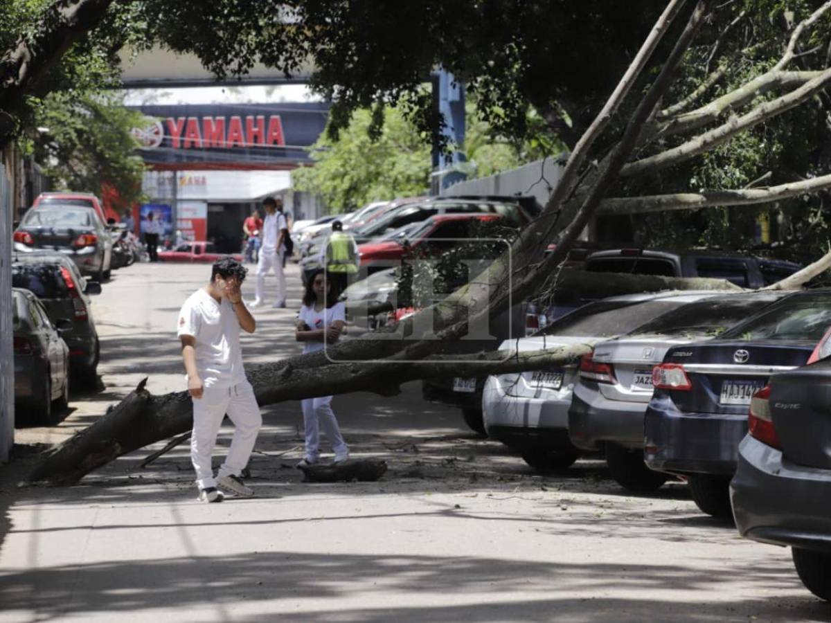Árbol cae sobre varios vehículos frente a Facultad de Medicina: estudiante se salva de ser aplastado