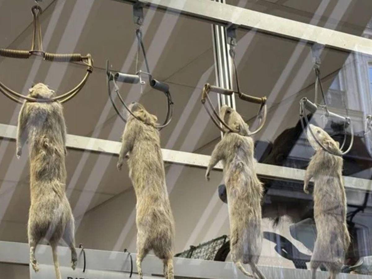 Hantavirus deja 3 muertos en un crucero y alerta global, ¿qué es y cómo se contagia?