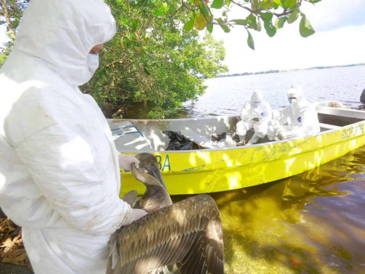 ¿Qué es la influenza aviar H5N1 detectada en aves? ¿Puede contagiarse en humanos?