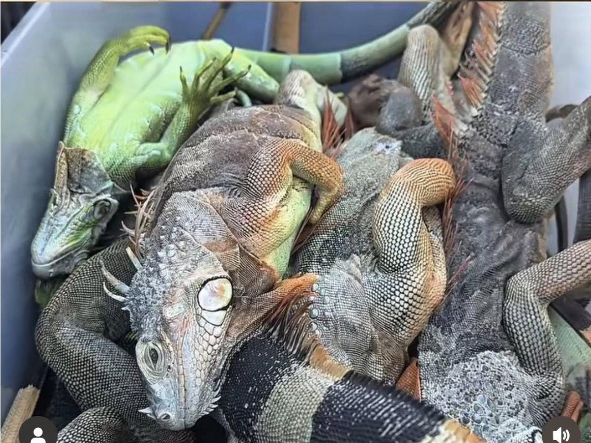 No están muertas, están congeladas: iguanas en calles de Florida tras ola de frío