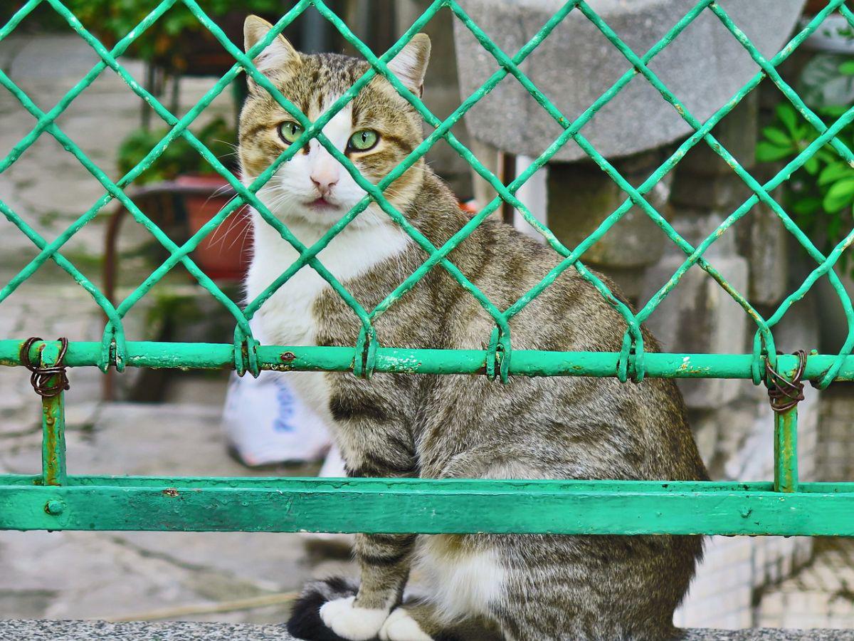Mercado en Indonesia prohíbe comercio de carne de gato y perro