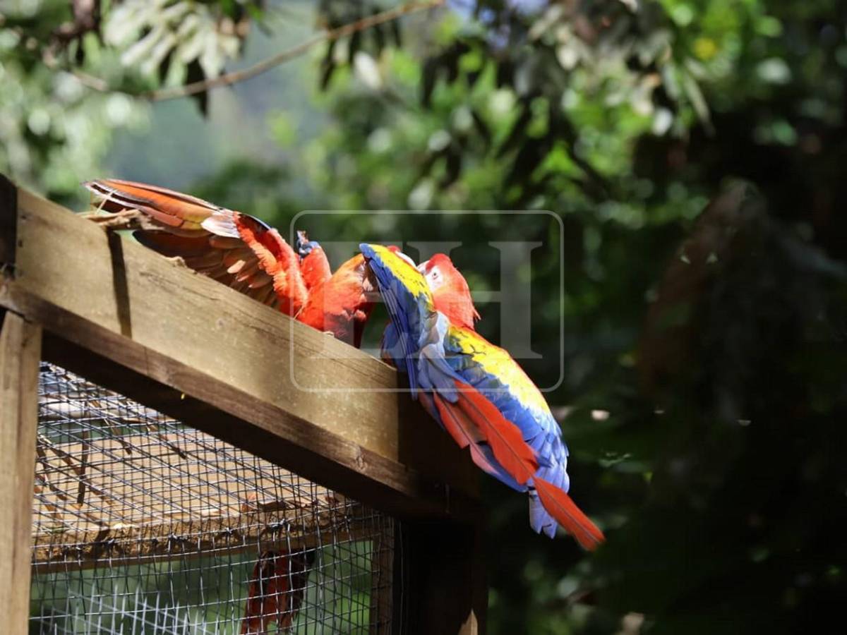 Siete Ara macaos más vuelan libres en cuenca del Río Cangrejal