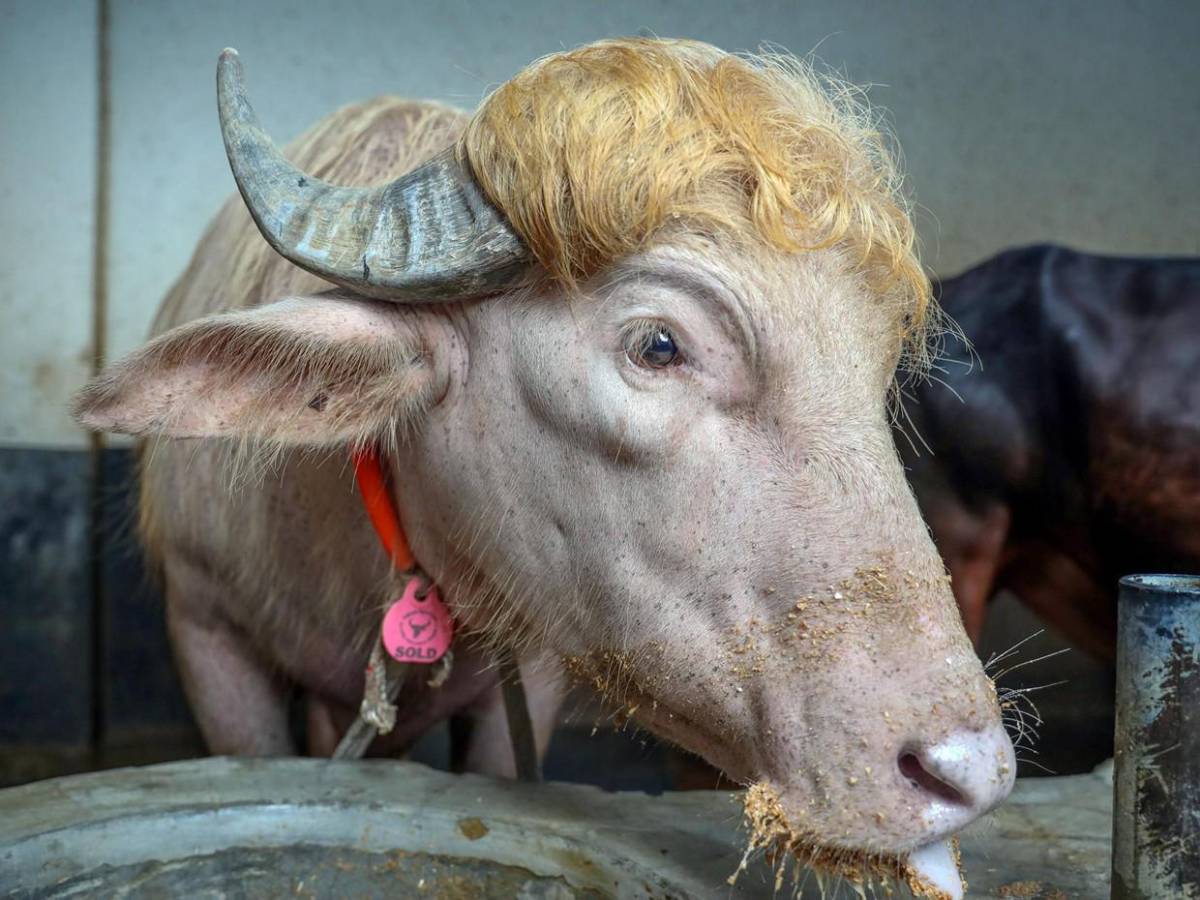 Su parecido con Donald Trump le salvó la vida: búfalo albino causa furor en redes