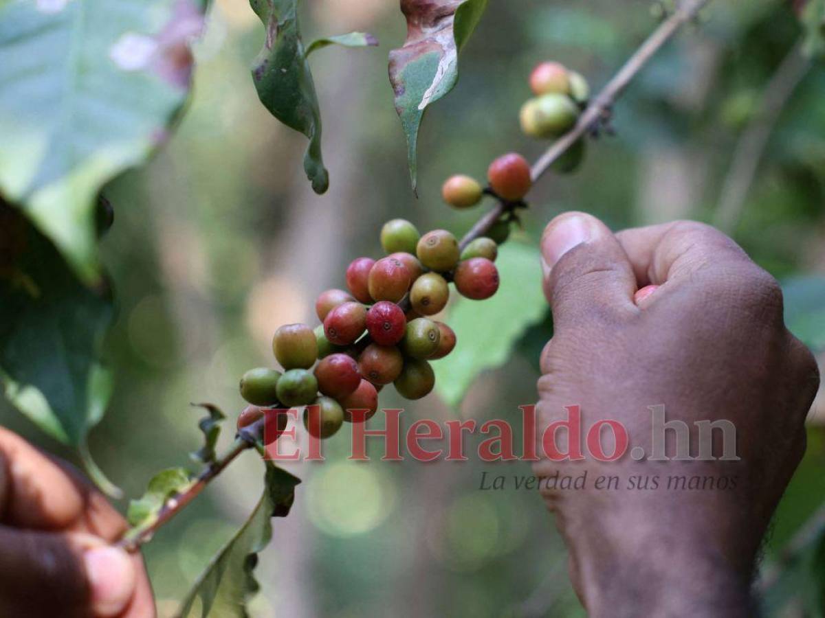 La caída en el precio del café impactaría en las exportaciones de próxima cosecha