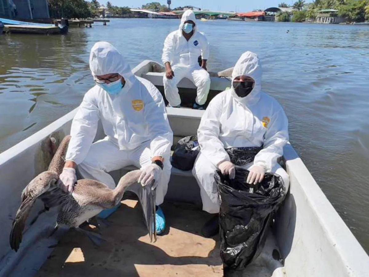¿Qué es la influenza aviar H5N1 detectada en aves? ¿Puede contagiarse en humanos?