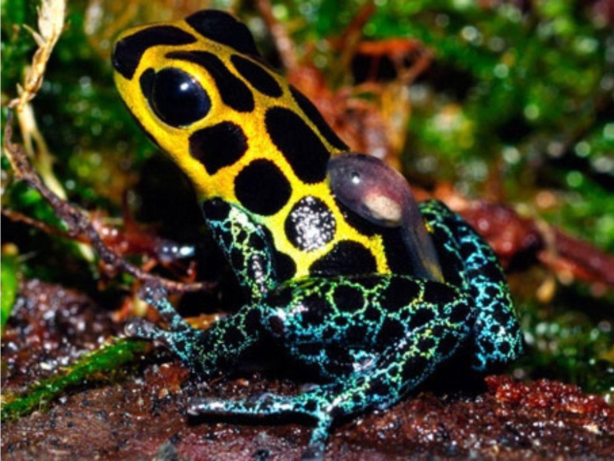 Análisis revelan que Alexéi Navalni murió envenenado con toxina de ranas sudamericanas