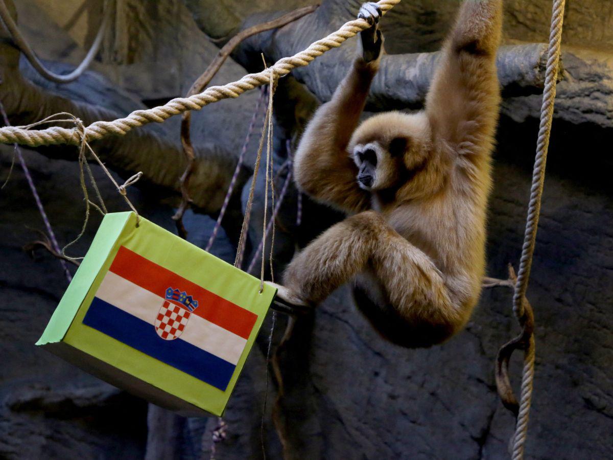 El mono pocas veces ha fallado sus predicciones.