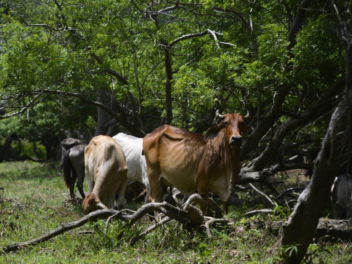 ¿Qué es la miasis y cómo puede causar la muerte?