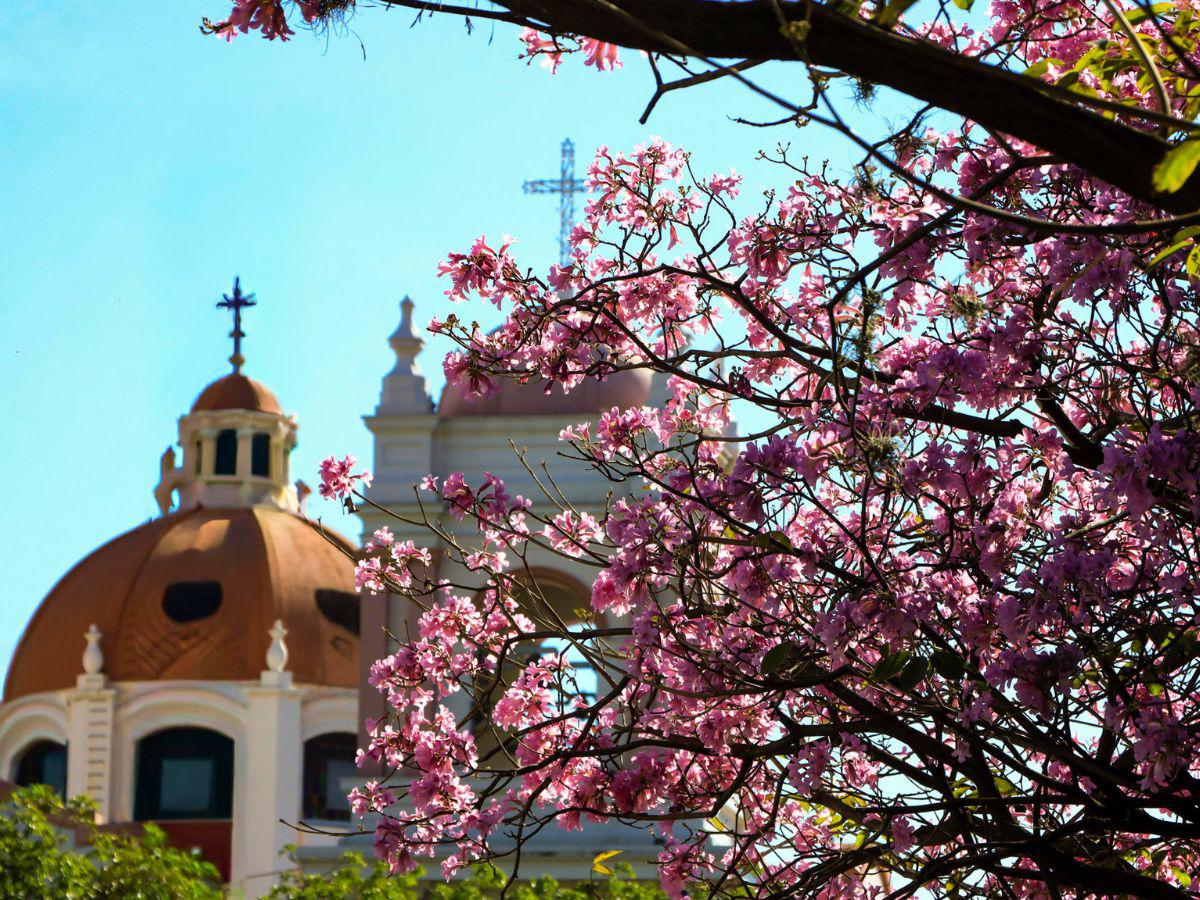 Con el estallido amarillo y rosa de los guayacanes: así lucen las calles en Centroamérica