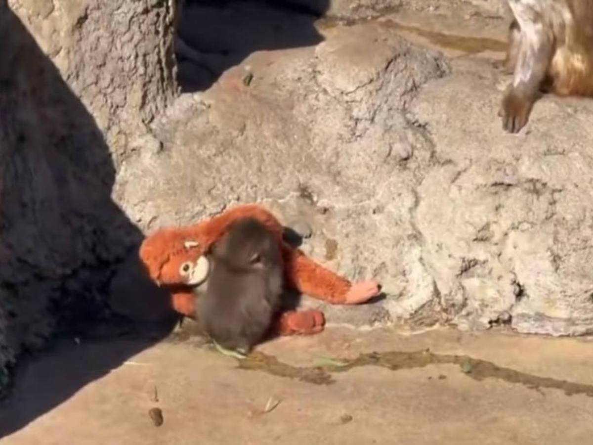 Punch: el mono rechazado por su madre que convirtió un peluche en su único refugio