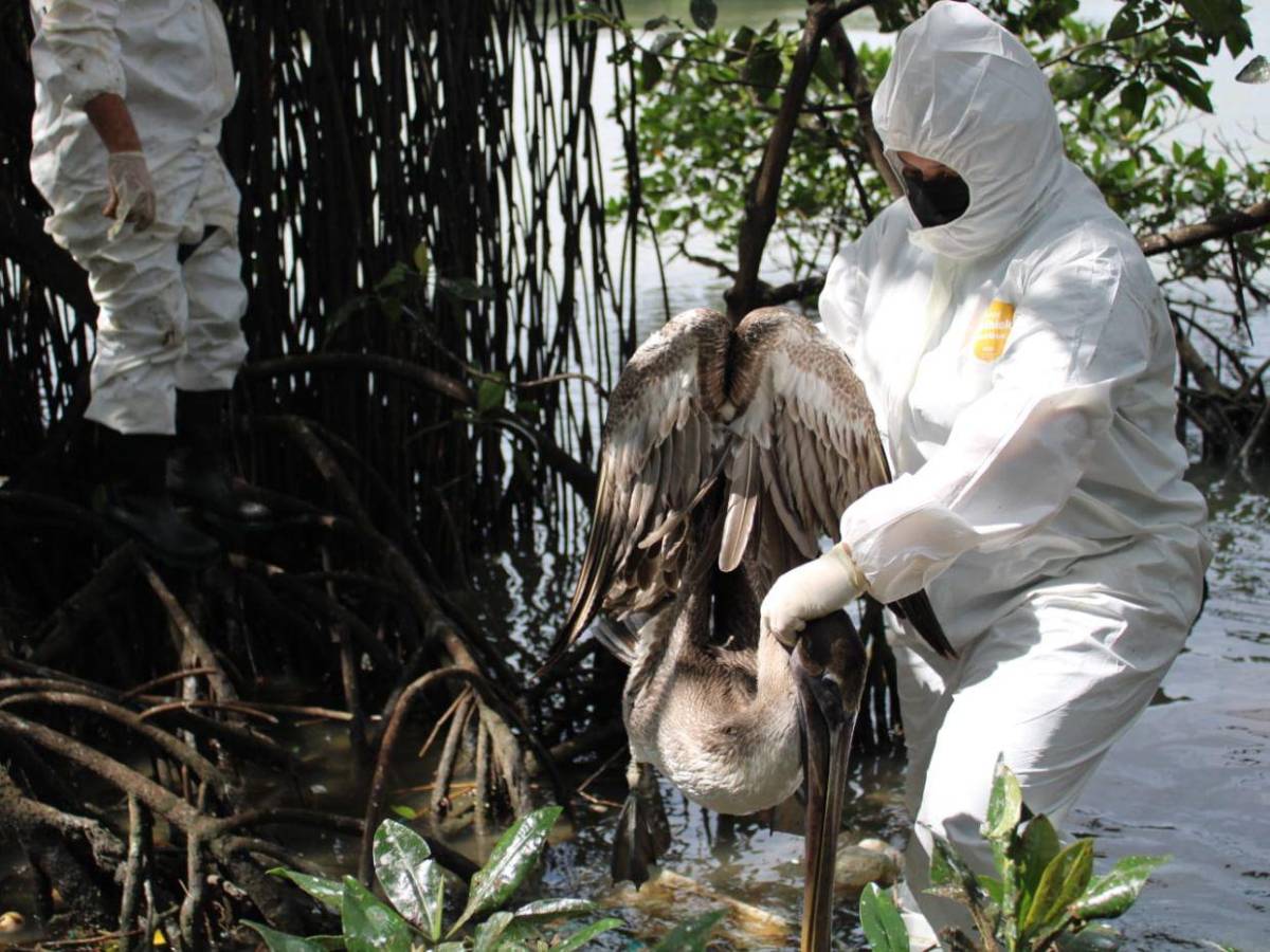 ¿Qué es la influenza aviar H5N1 detectada en aves? ¿Puede contagiarse en humanos?
