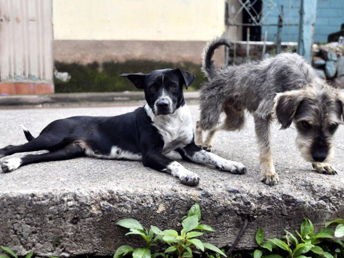 Impotencia y dolor sufren vecinos de El Reparto tras arrasador derrumbe