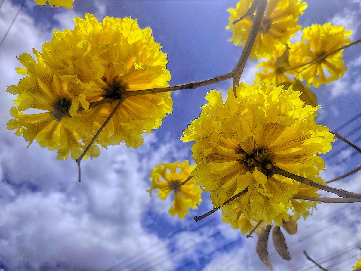 Con el estallido amarillo y rosa de los guayacanes: así lucen las calles en Centroamérica