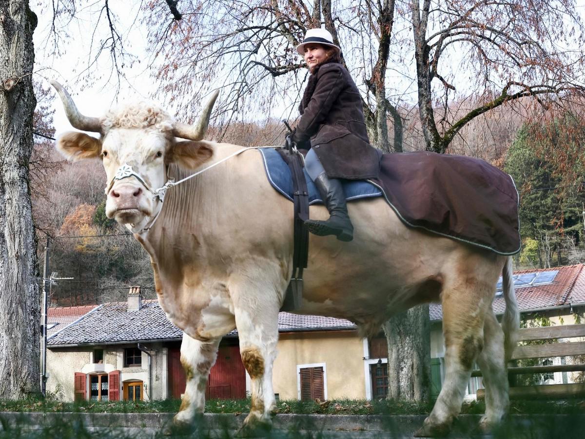 Aston, el toro que se volvió viral por creerse un caballo