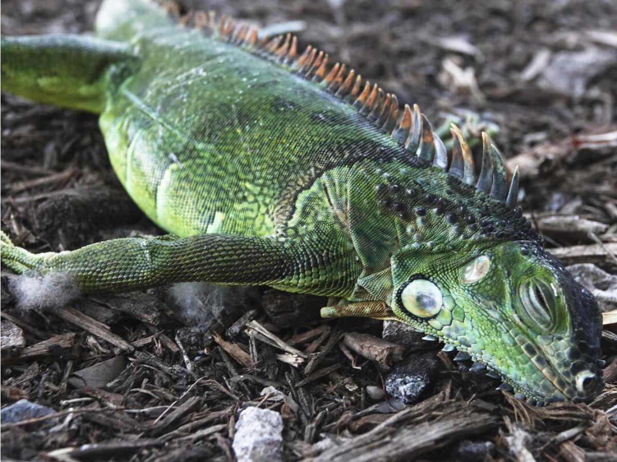 No están muertas, están congeladas: iguanas en calles de Florida tras ola de frío