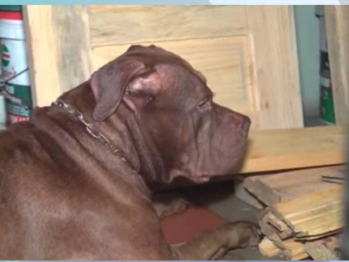 Autopsia de don Alfonzo revela que murió por mordeduras de su perro Zeus, confirma el MP