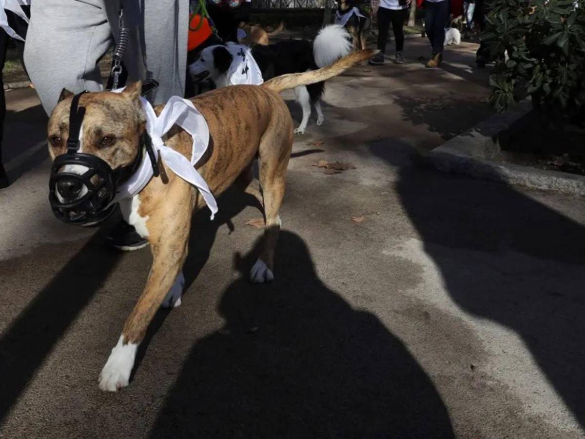 Pitbull dispara un arma por accidente contra su dueño en Memphis, Estados Unidos