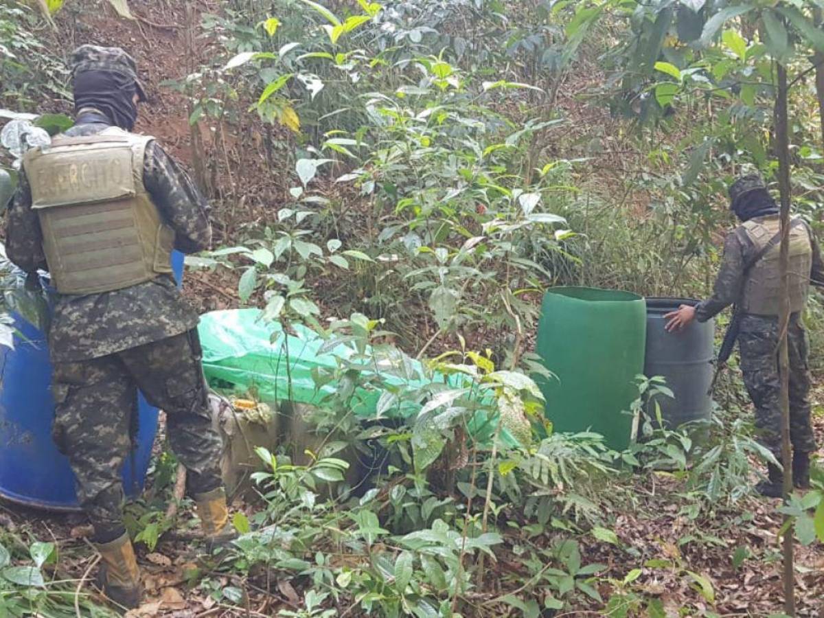 Desmantelan narcolaboratorio y plantación de coca en Limón, Colón