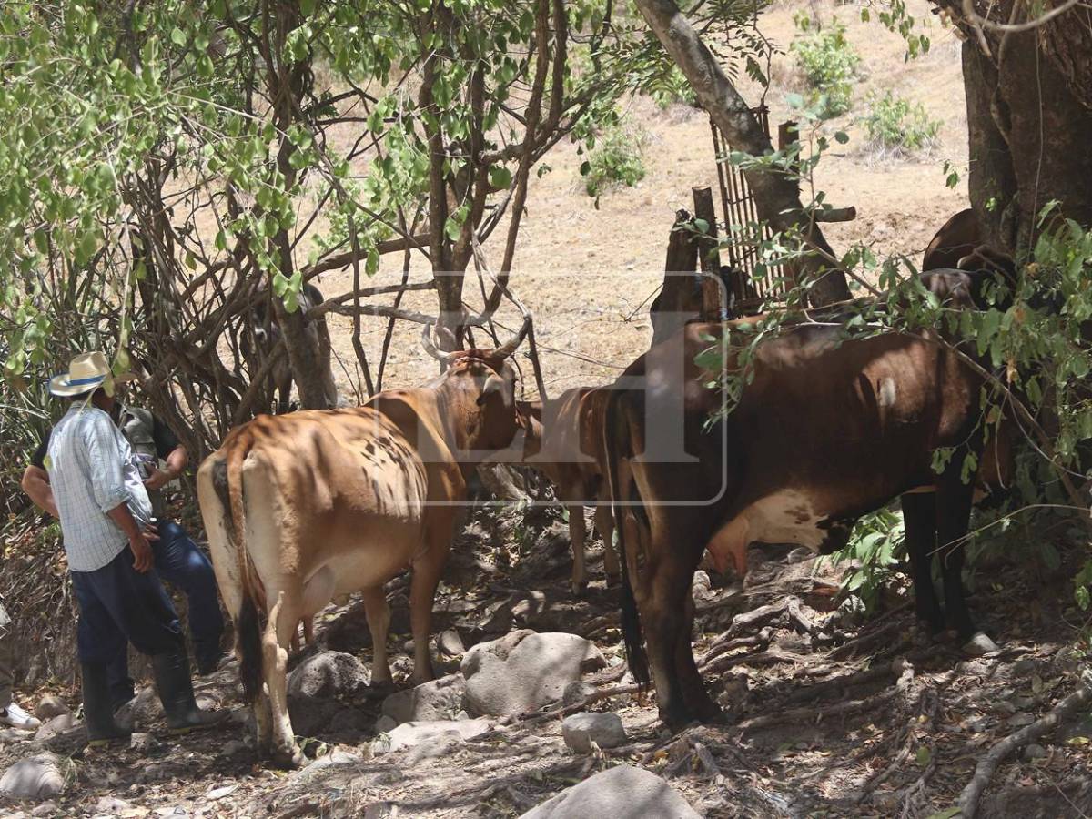 Sin agua ni forraje: la lucha diaria de pequeños ganaderos por salvar sus vacas