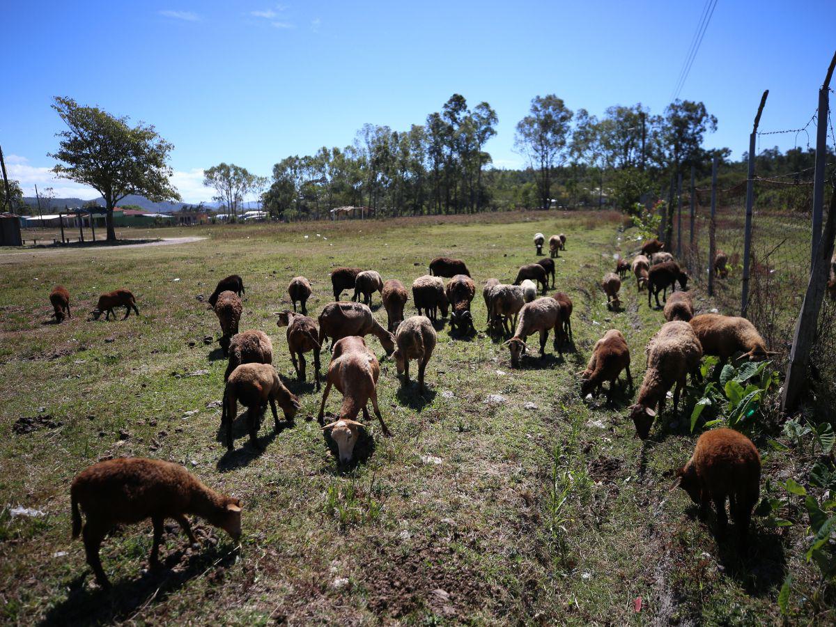 Un paseo histórico entre las ovejas de tierra lenca de Lepaterique